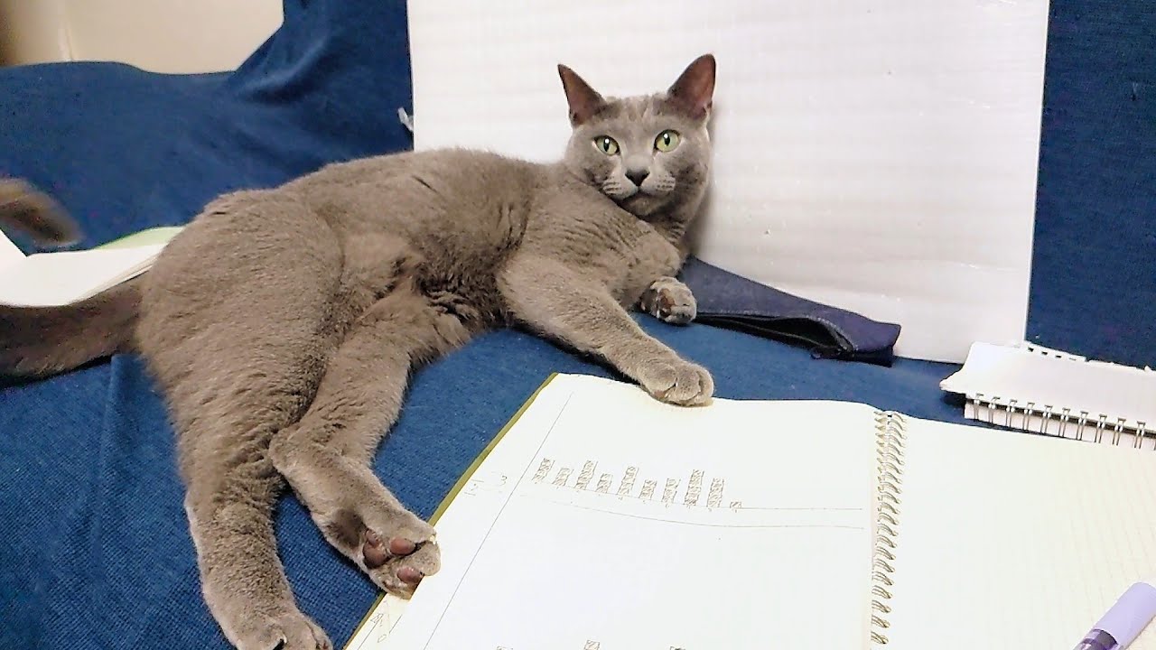 【猫動画】ドヤ顔で居座り続けるロシアンブルー【russianbule】A Russian Blue that sits proudly