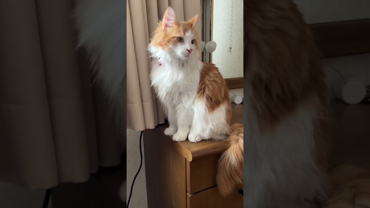 黄昏る猫#shorts 【マリー（メインクーン）】