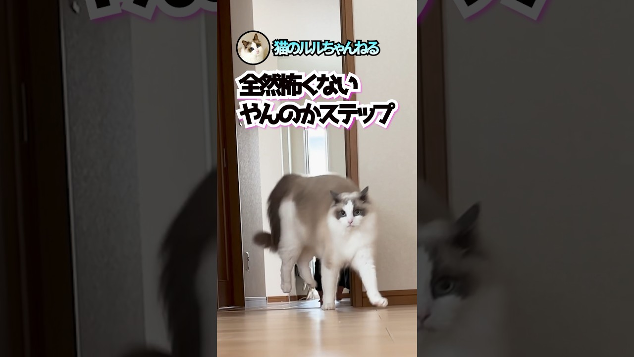 迫力のないやんのかステップがこちら #ラグドール #ragdoll #shorts