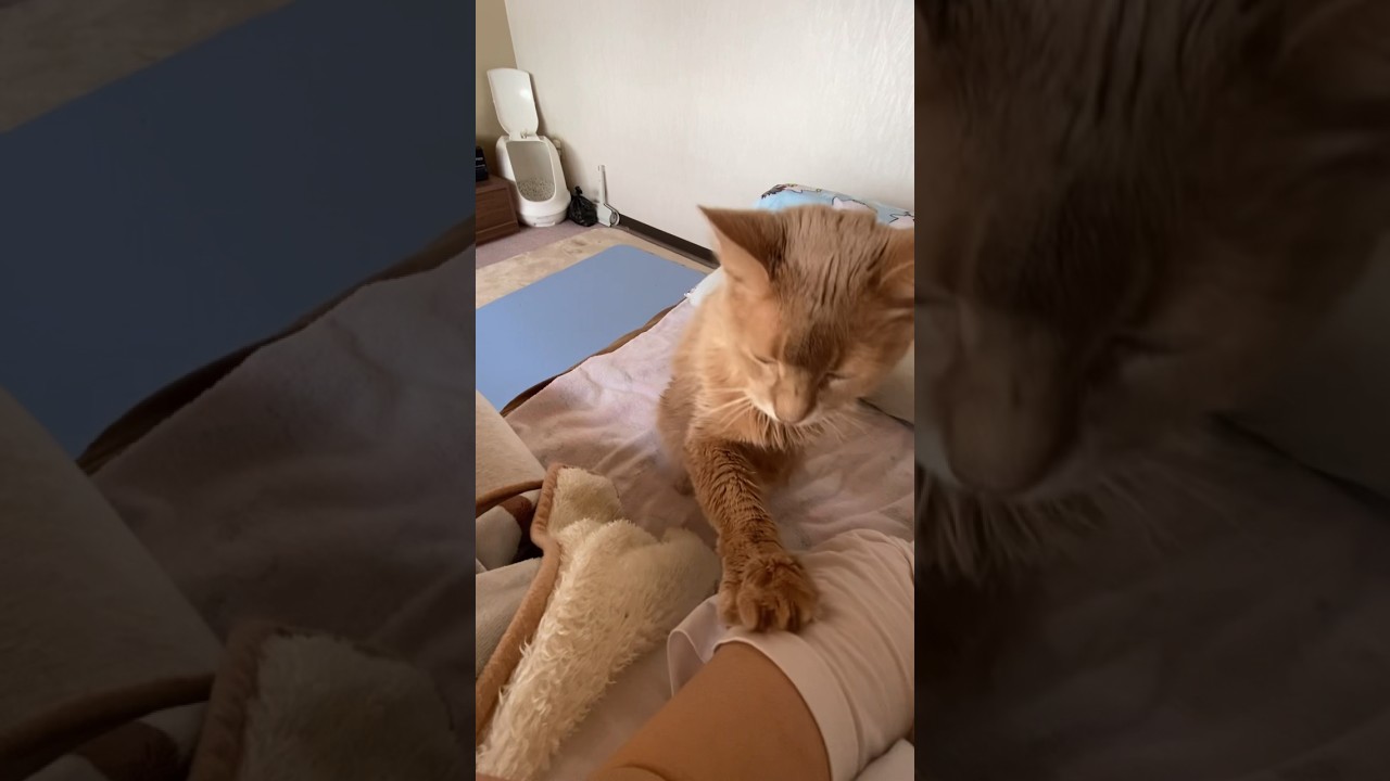 何かを要求してる #shorts  #ソマリ