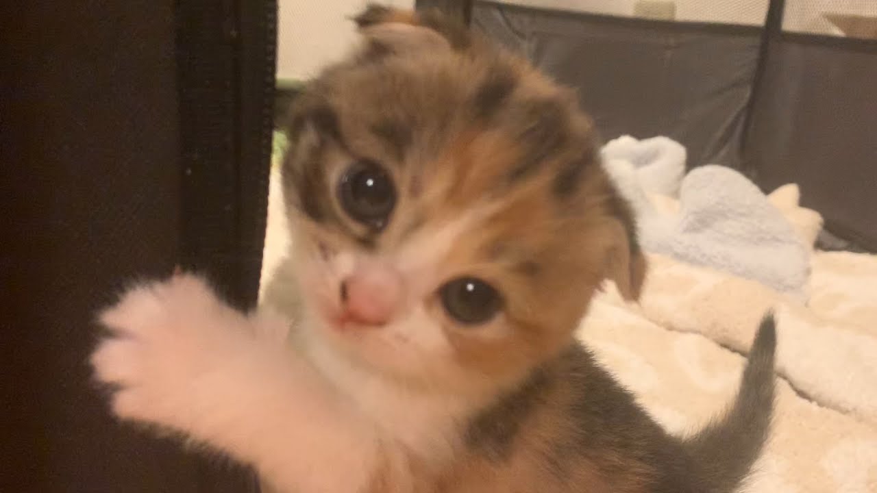 【子猫】今日で生後１ヶ月♡【スコティッシュフォールド】