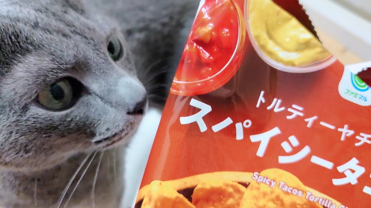 【猫動画】ポテトチップスが好きすぎるロシアンブルー【russianbule】Russian Blue loves potato chips too much