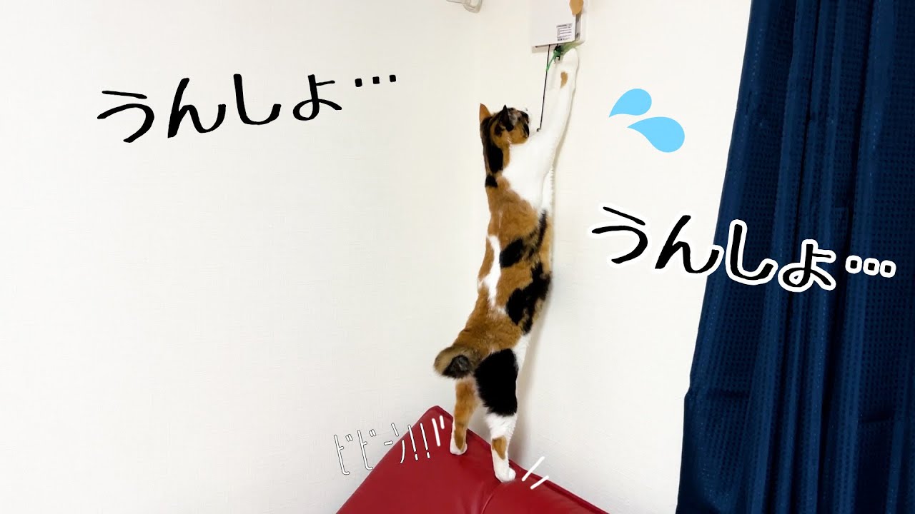 頑張って背伸びするねこからしか摂れない栄養がある。