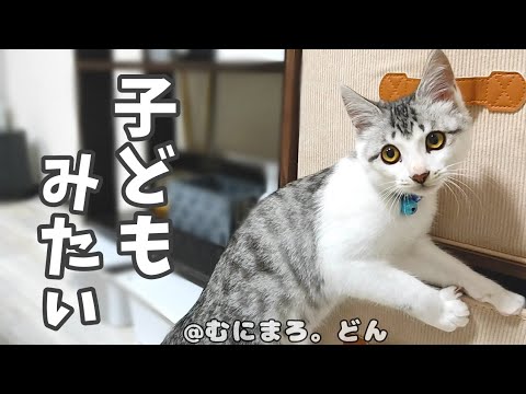 子猫のあきらめない行動が子どもっぽくてかわいい。