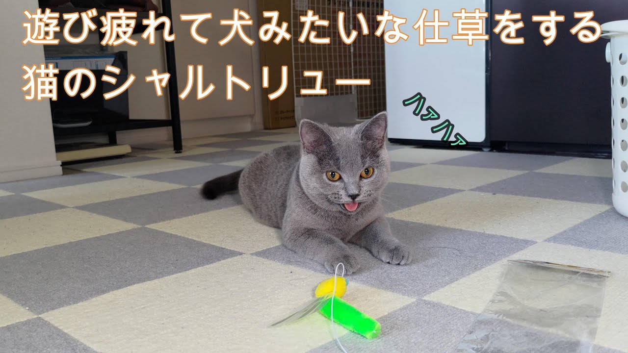 遊び疲れて犬みたいな仕草をする猫のシャルトリュー