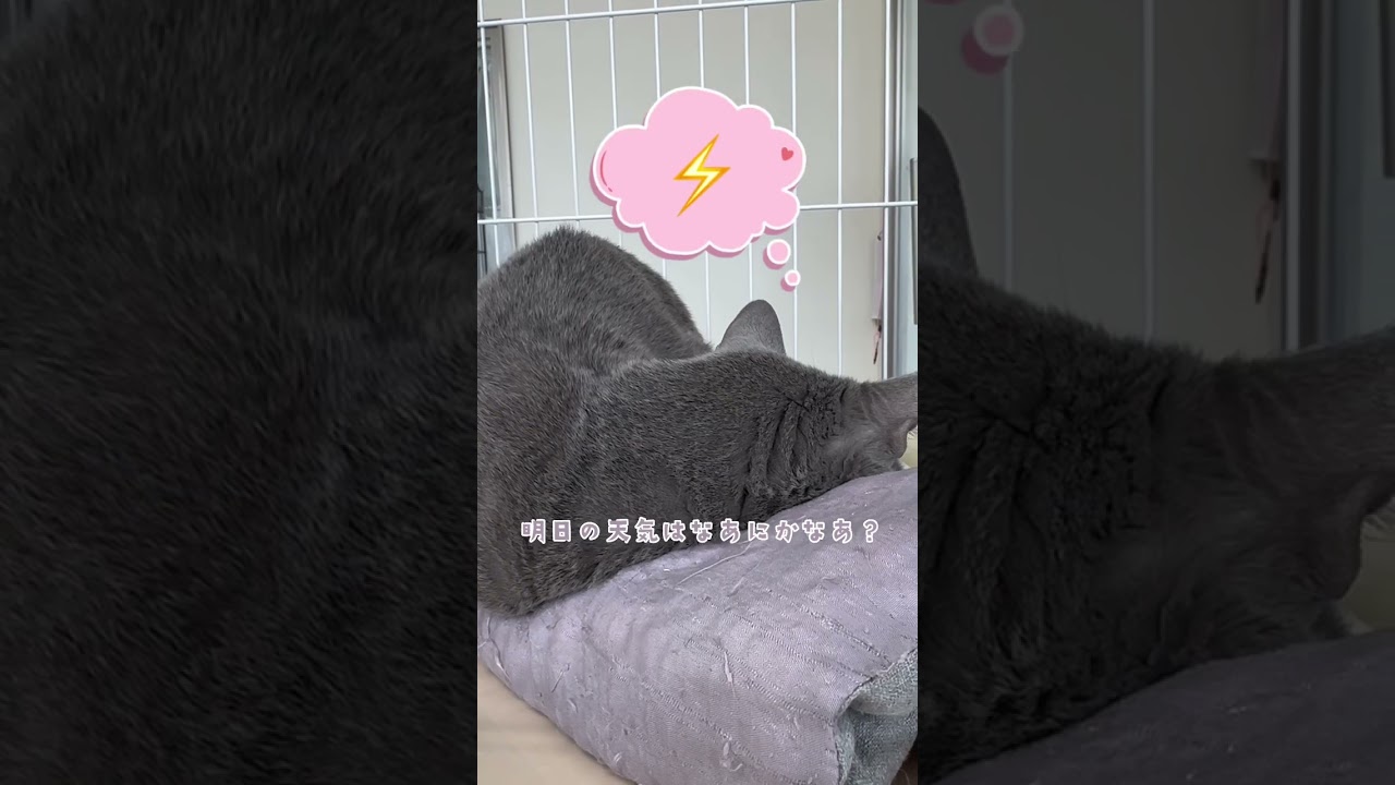 天気予報 #ロシアンブルー #猫 #ねこかわいい #ねこ動画 #ねこ部 #猫のいる暮らし #猫好きさんと繋がりたい #猫動画 #猫との暮らし #ねこのきもち #ペットモデル大募集 #shorts