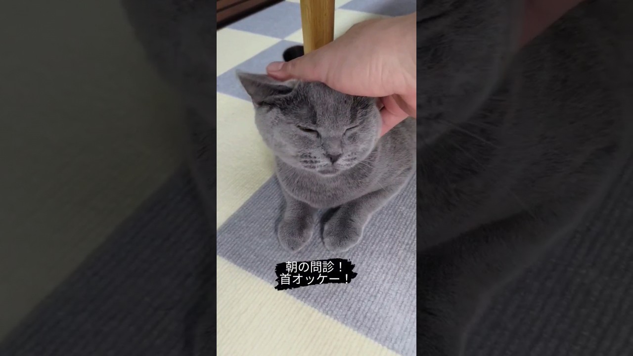 朝の問診を受ける猫のシャルトリュー