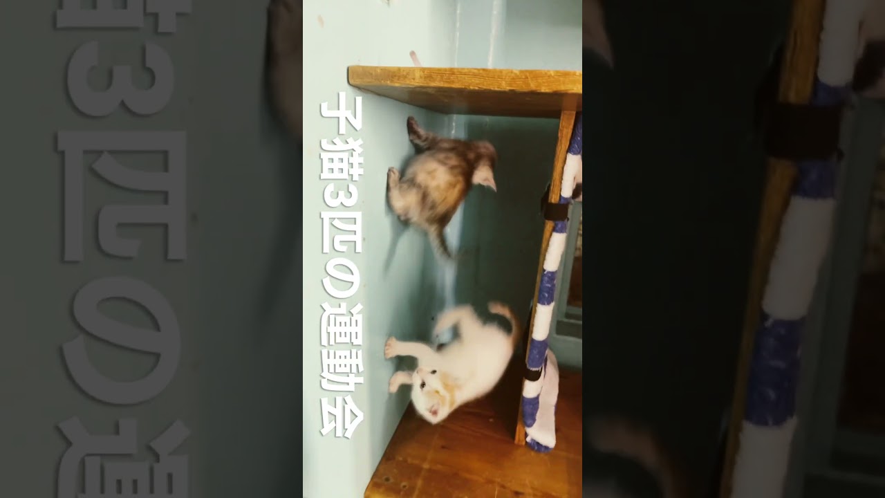 子猫3匹の運動会　#プロ アニマルレスキュー隊