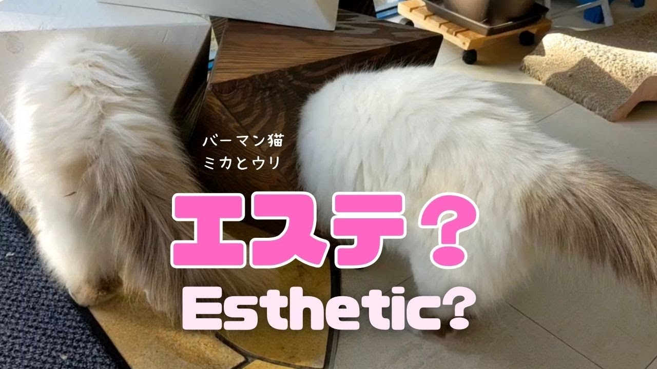 バーマン猫ミカとラフ【エステ？】Esthetic?（バーマン猫）Birman/Cat