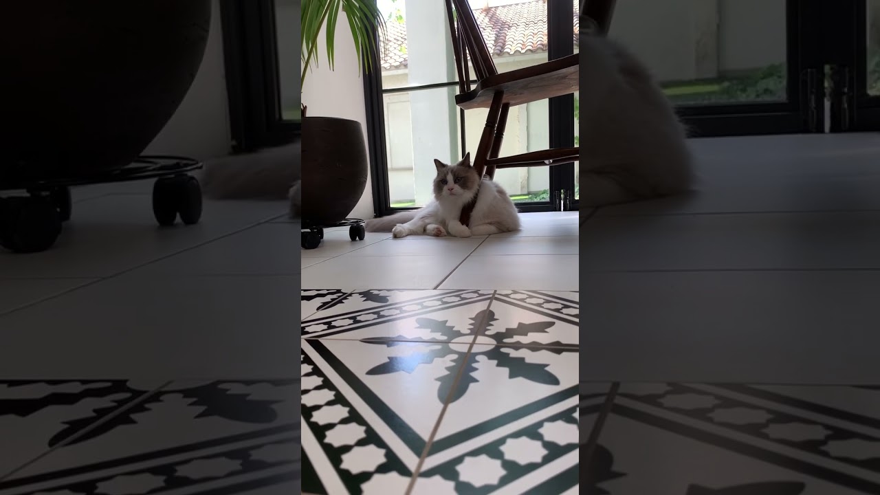 涼しげ #ラグドール #ラグドール男の子 #アリー #arie #猫好きさんと繋がりたい #ねこ動画 #猫 #猫のいる暮らし #猫好き #ねこかわいい #猫様 #ペットモデル大募集 #shorts