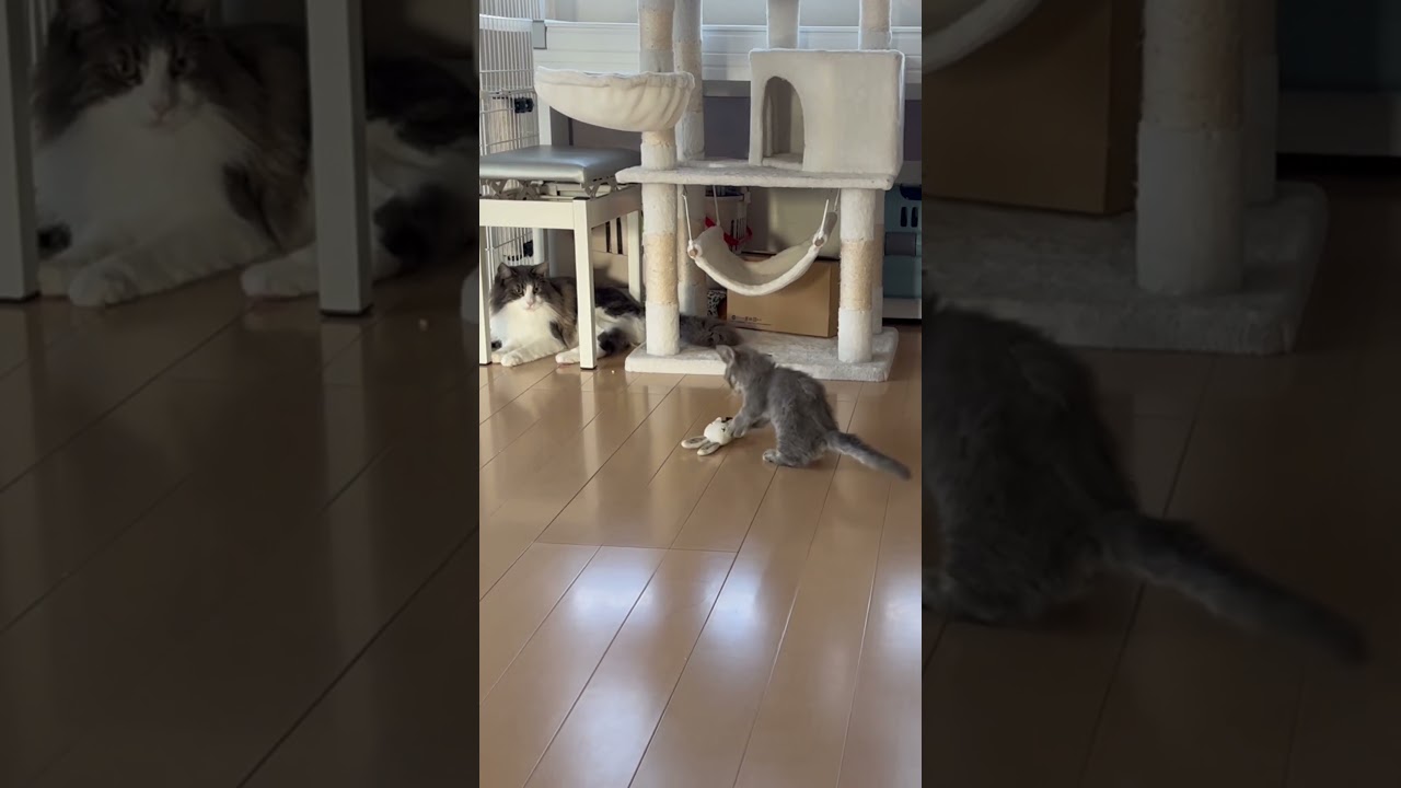 オルカ兄さん見守り中 #ねこのいる生活 #ねこ動画 #ねこ好き #ノルウェージャンフォレストキャット ＃スクーカム