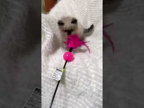 ヒマラヤン シールポイントの女の子。