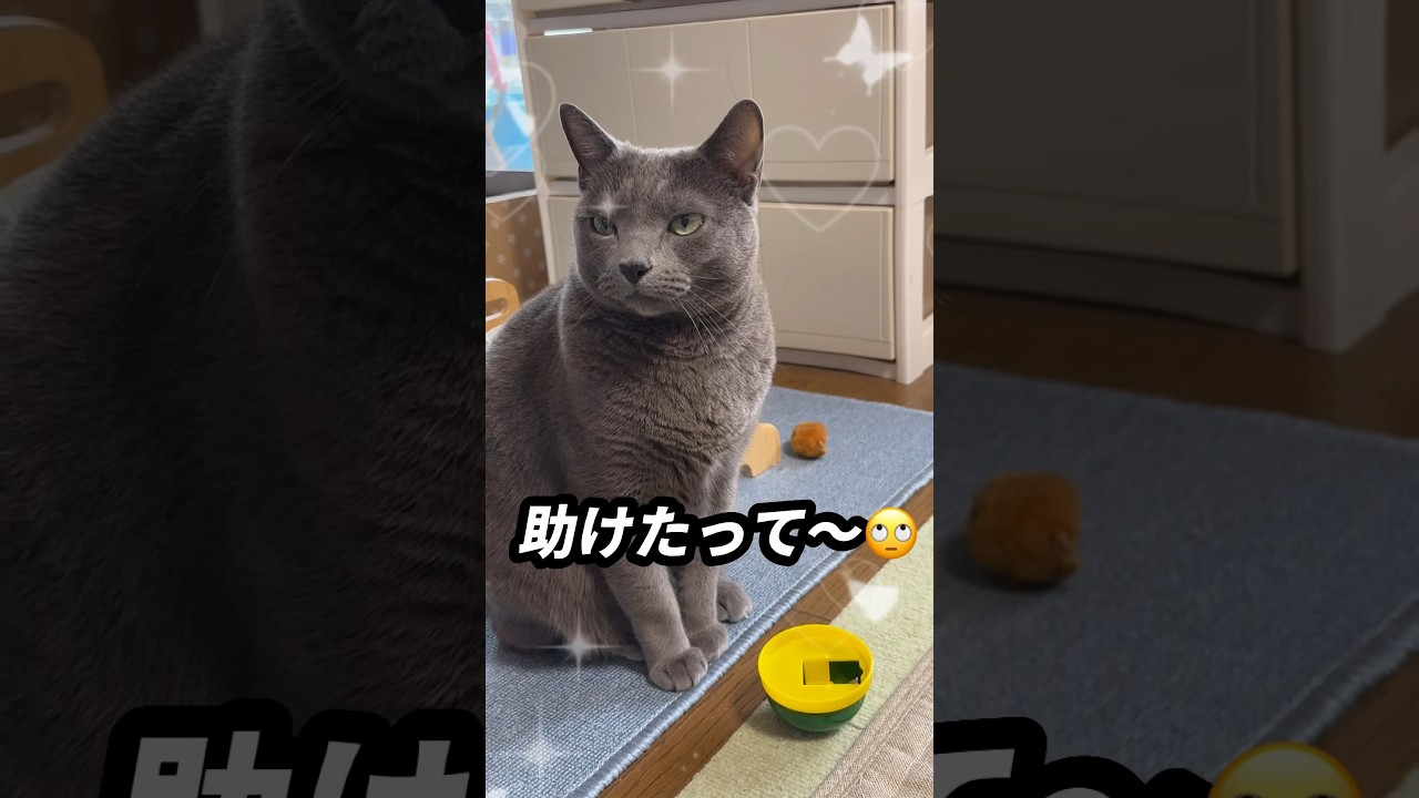 【ロシアンブルー】めろん、またベル🛎️です🫢【猫】#shorts