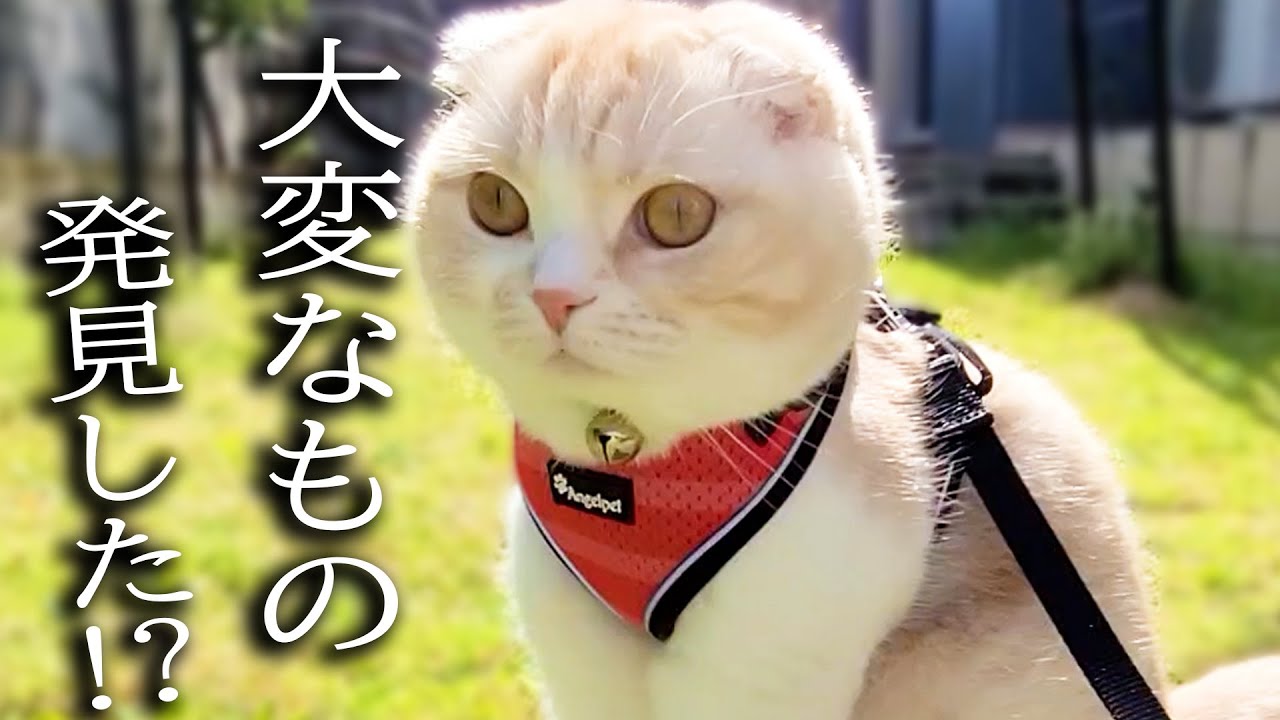 外をお散歩してたらとんでもないもの見つけた子猫と犬がこちら...