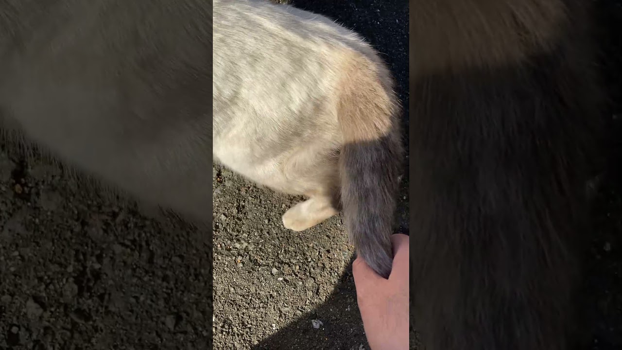 朝のシャム猫と茶トラ猫　Siamese cat and brown cat in the morning