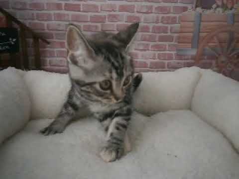 633569 アメリカンショートヘアー