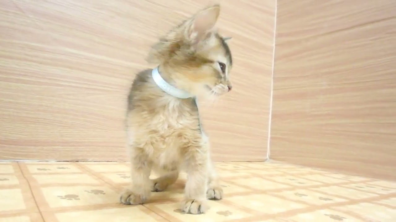 ペットショップcoo&riku No.00629222 ソマリ