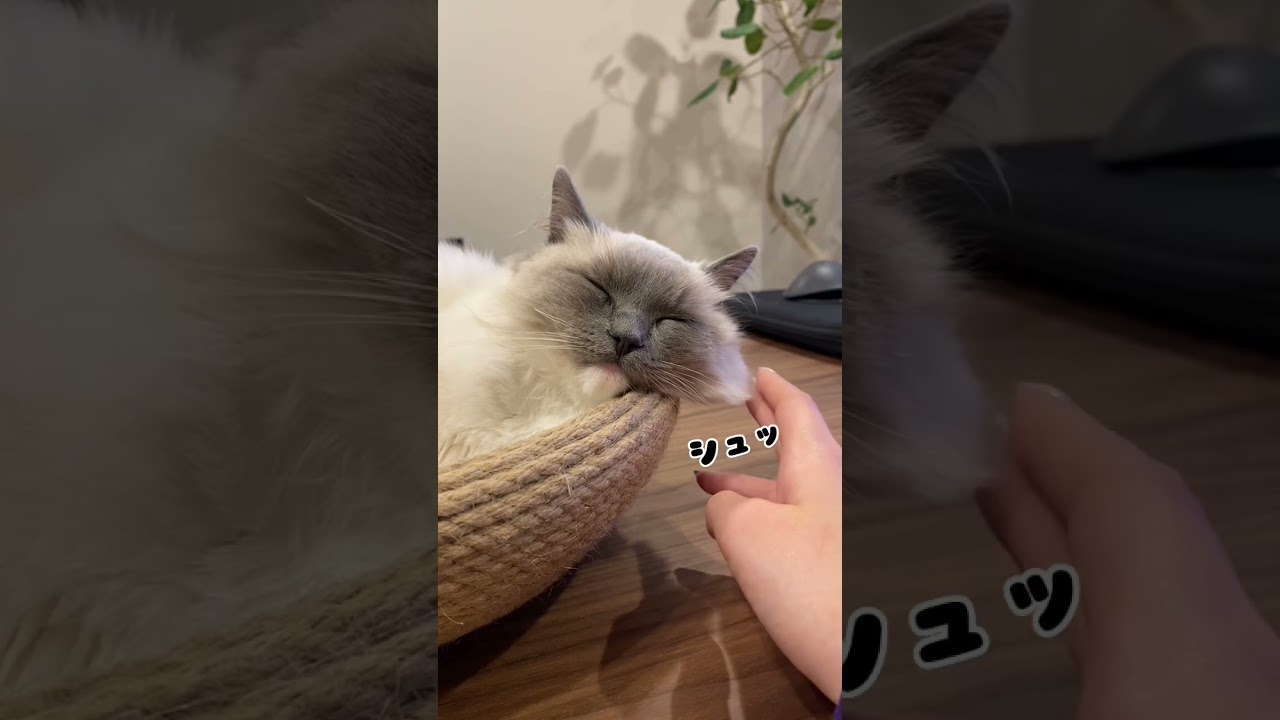 【ラグドール】ほっぺ毛がはみ出している子猫 #ねこ #猫 #ラグドール #ragdollcat #子猫 #こねこ #cat #ラグドール子猫 #ねこのいる生活 #ねこ部 #shorts