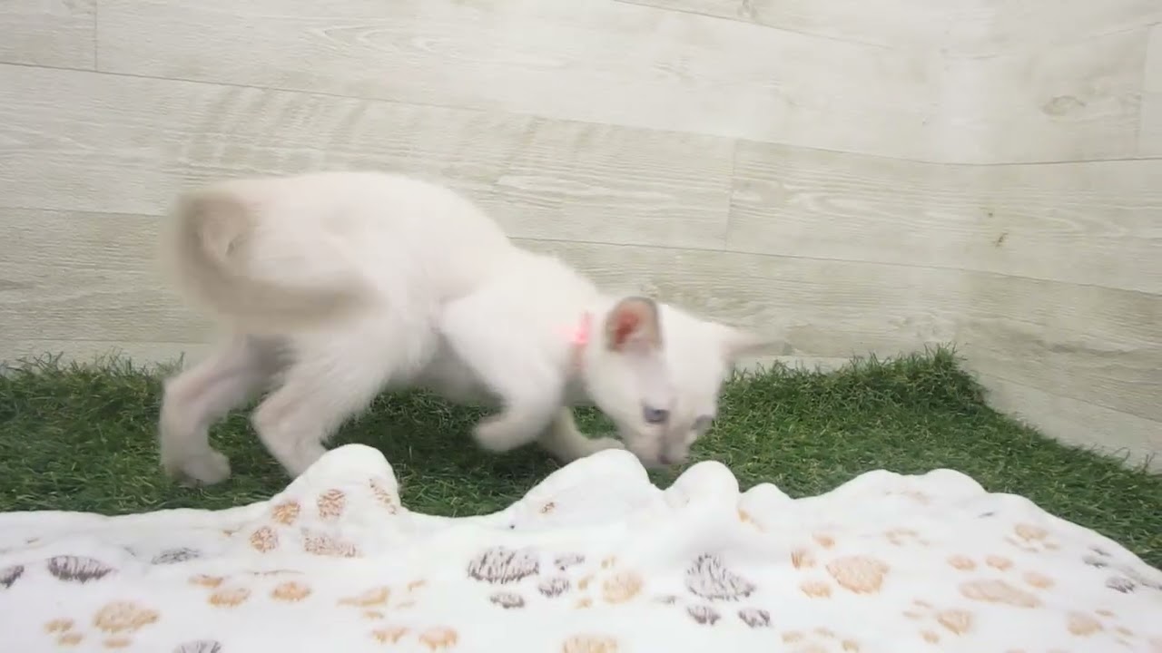 ペットショップcoo&riku No.00633628 トンキニーズ