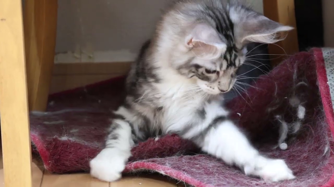 元気なメインクーン子猫達の朝
