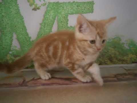 633549 アメリカンショートヘアー