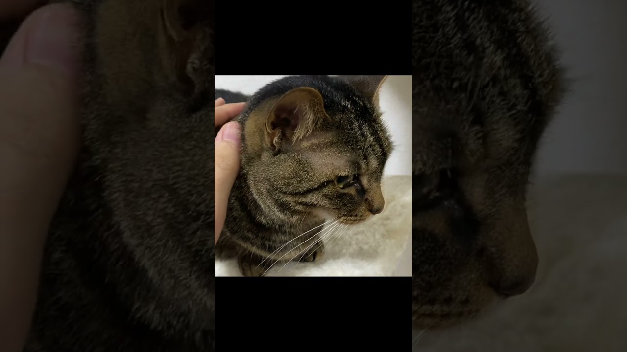 頭が悪すぎる飼い主に嫌気が差す猫...