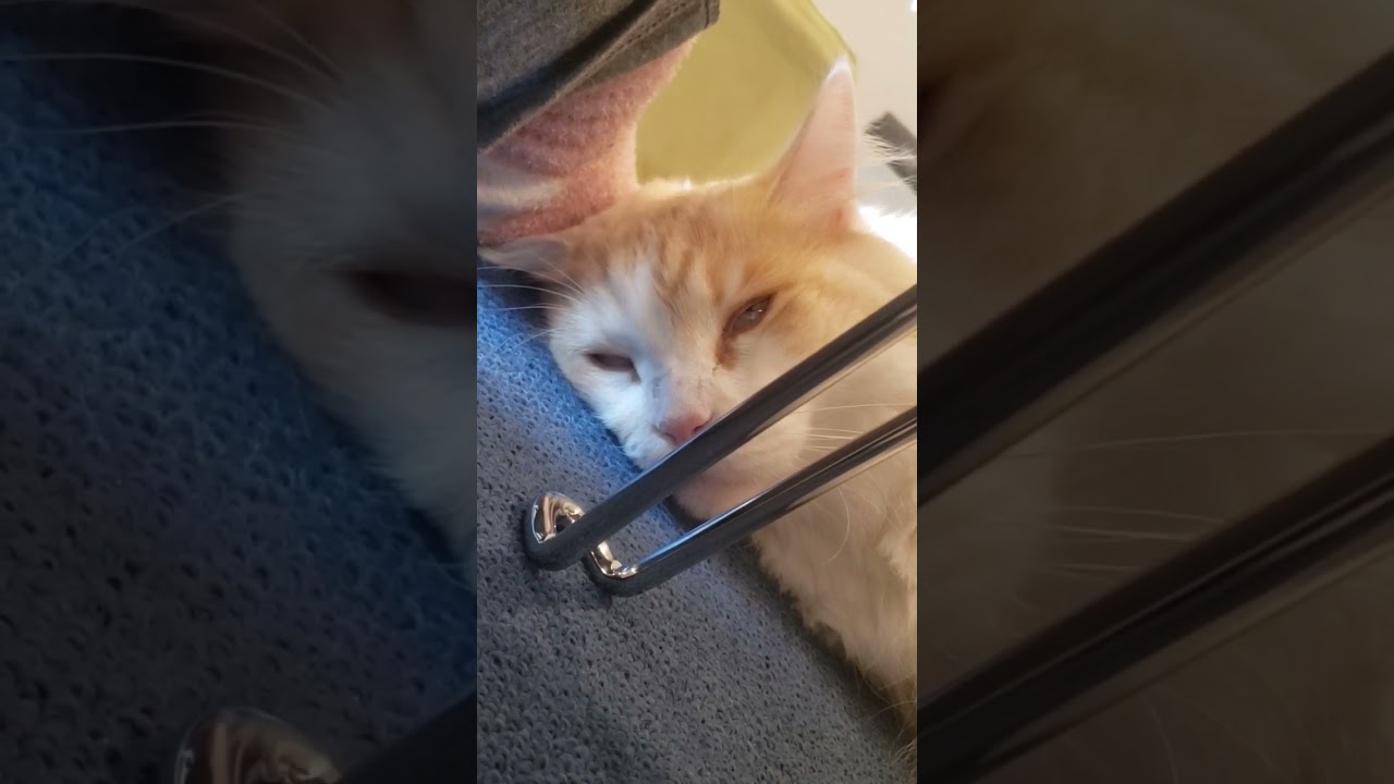 【メインクーン】行き倒れ猫【チョウジ】
