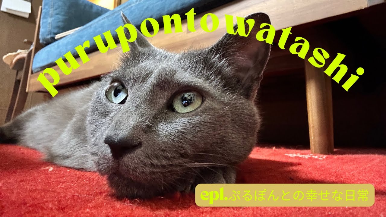 【ぷるぽんと私】ロシアンブルー似の猫のぷるぽんとの日常【猫vlog】#猫#猫のいる暮らし #ロシアンブルー #cat #lifewith cat#russianblue