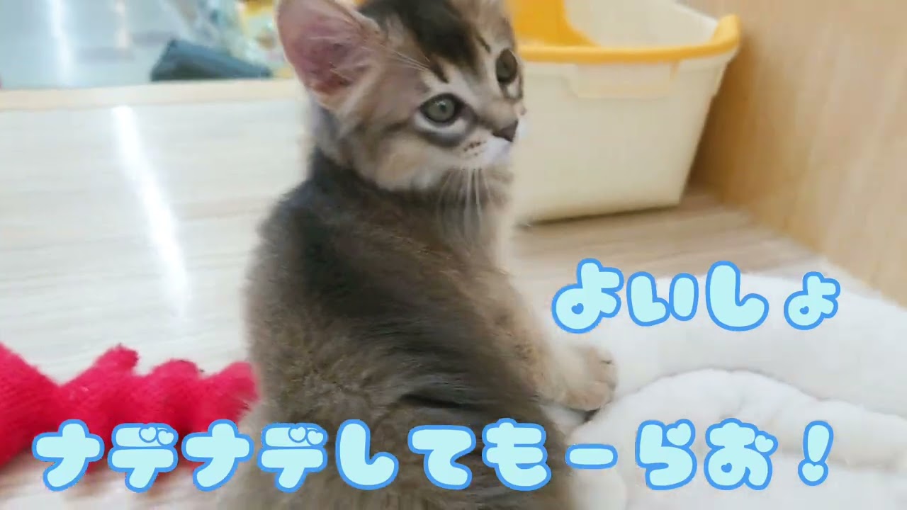 【ソマリ】ようこそ高井戸店へ