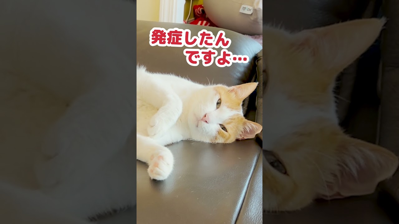 あの病気を発病した猫 #Shorts
