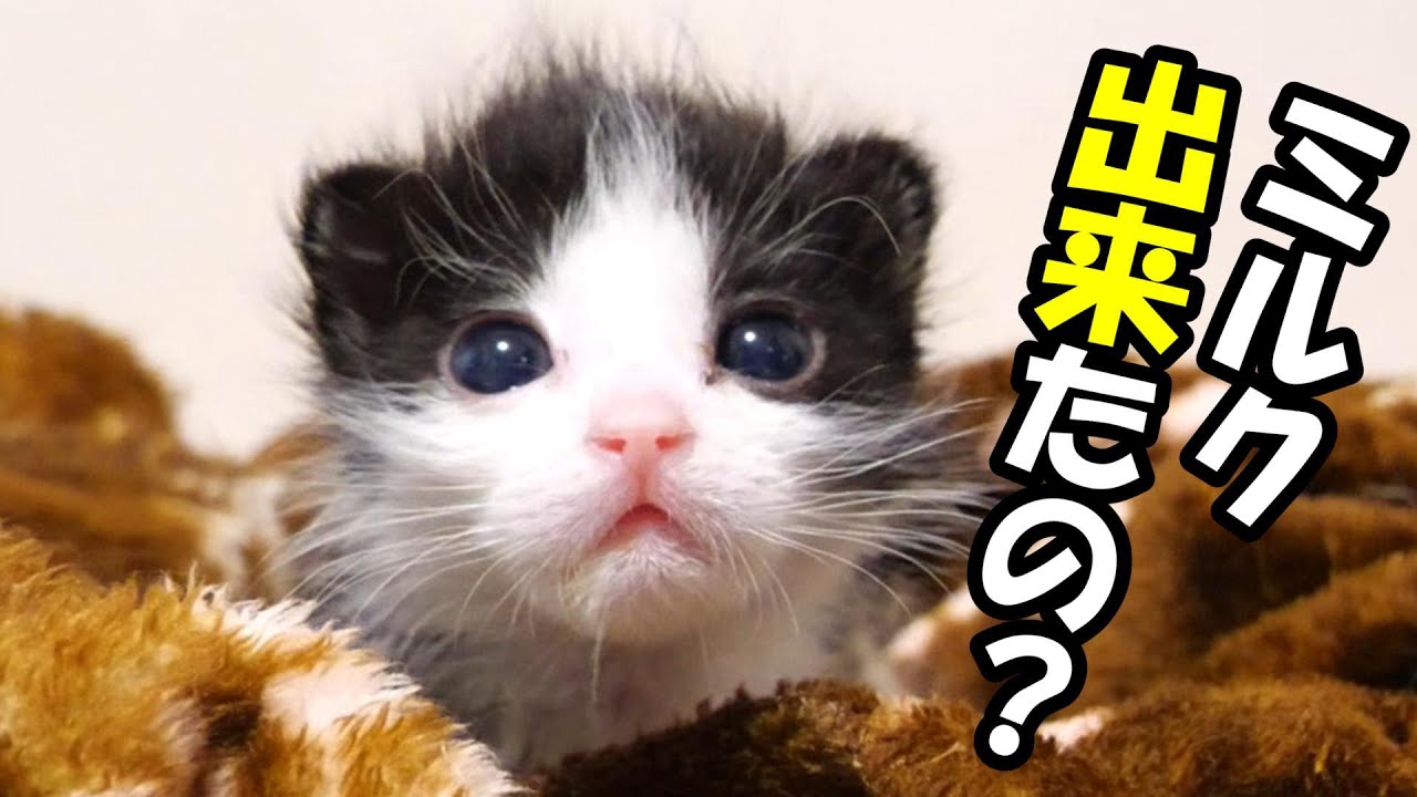 体調がよくなってきた子猫がお腹空いたよとおじを見つめる【赤ちゃん猫　保護猫】