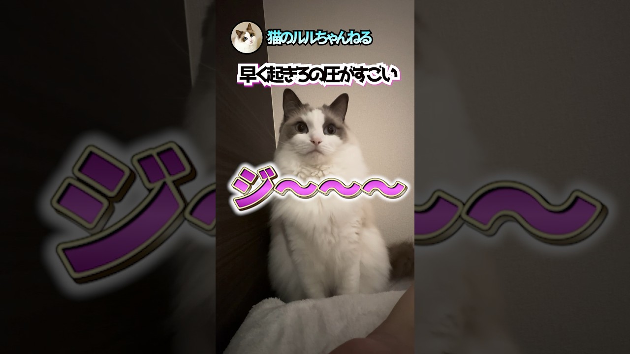 毎朝こんな感じです#ラグドール #ragdoll #shorts