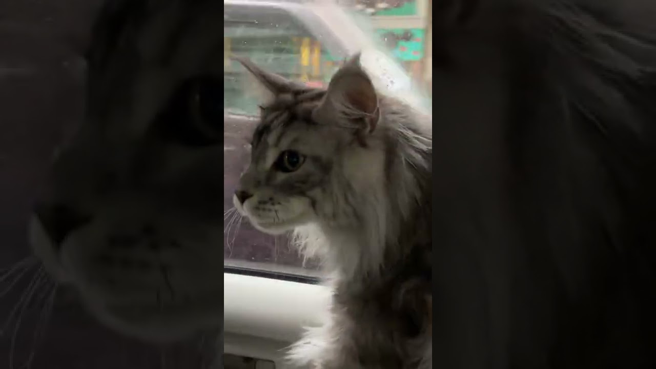 【メインクーン】デカイ猫とドライブ #shorts