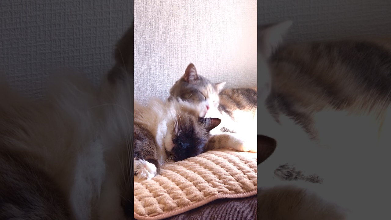 ラグドールねこの宮ちゃんにグルーミングをしているマンチカンねこの神楽さんが優しい…w