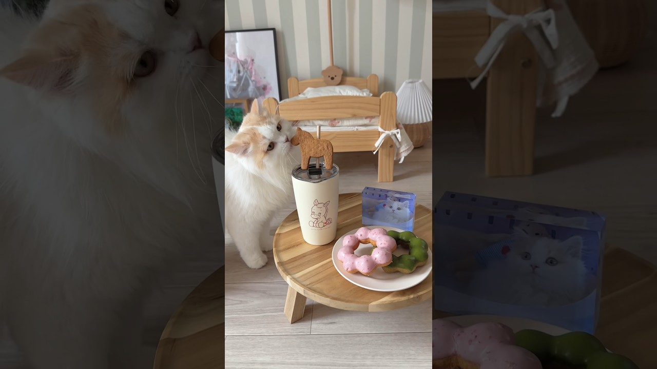 クッキーをつまみ食いする泥棒猫ちゃん🐱🍪 #猫 #cat #ミヌエット #マンチカン #スコティッシュフォールド