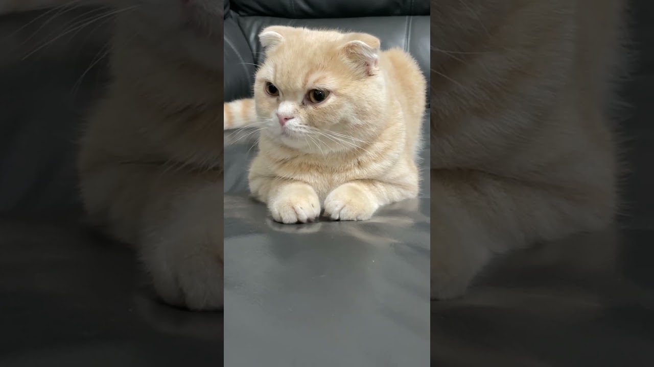 ソファでまったりする子猫のココが可愛い【スコティッシュフォールド】#shorts #かわいい #子猫