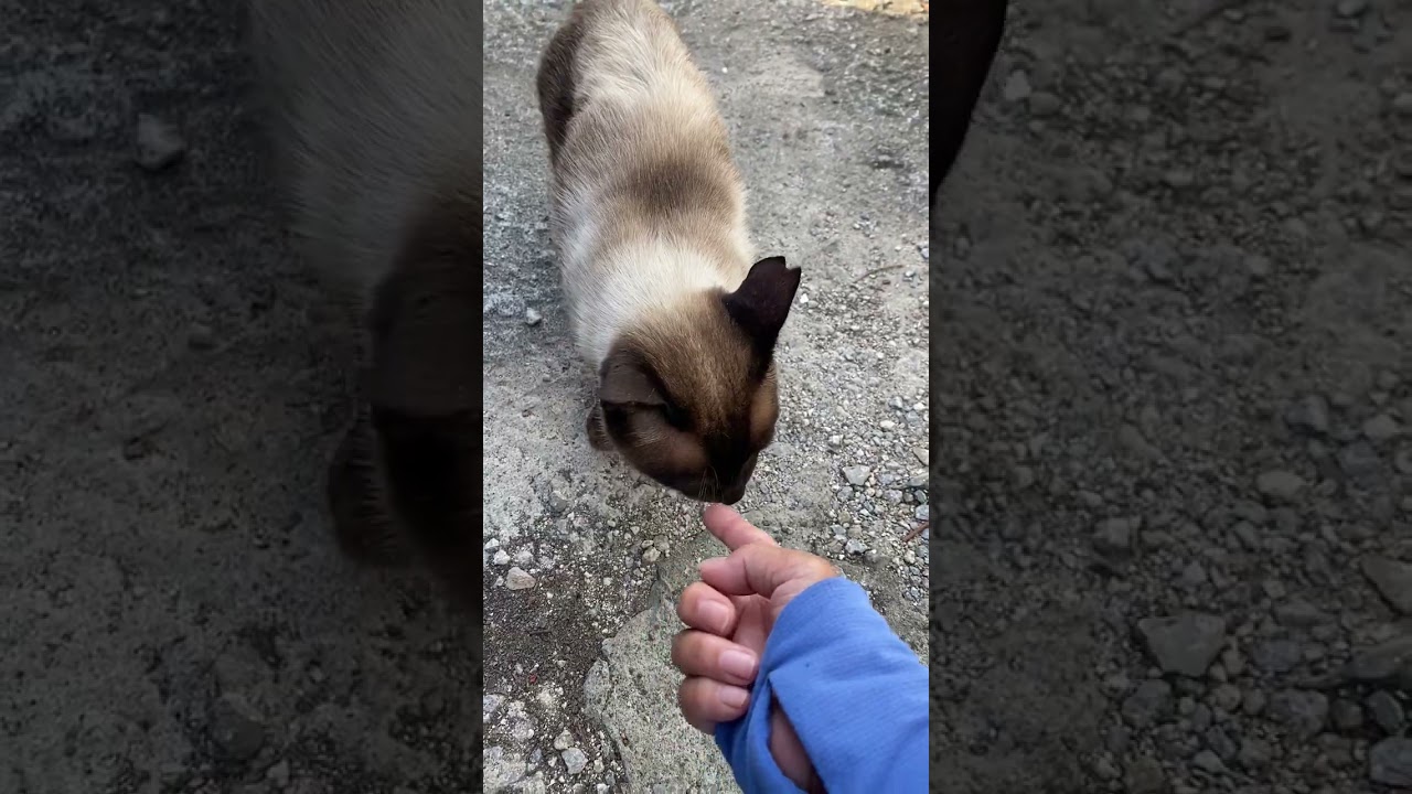 沖縄地域猫　シャム君の毎朝ルーティン