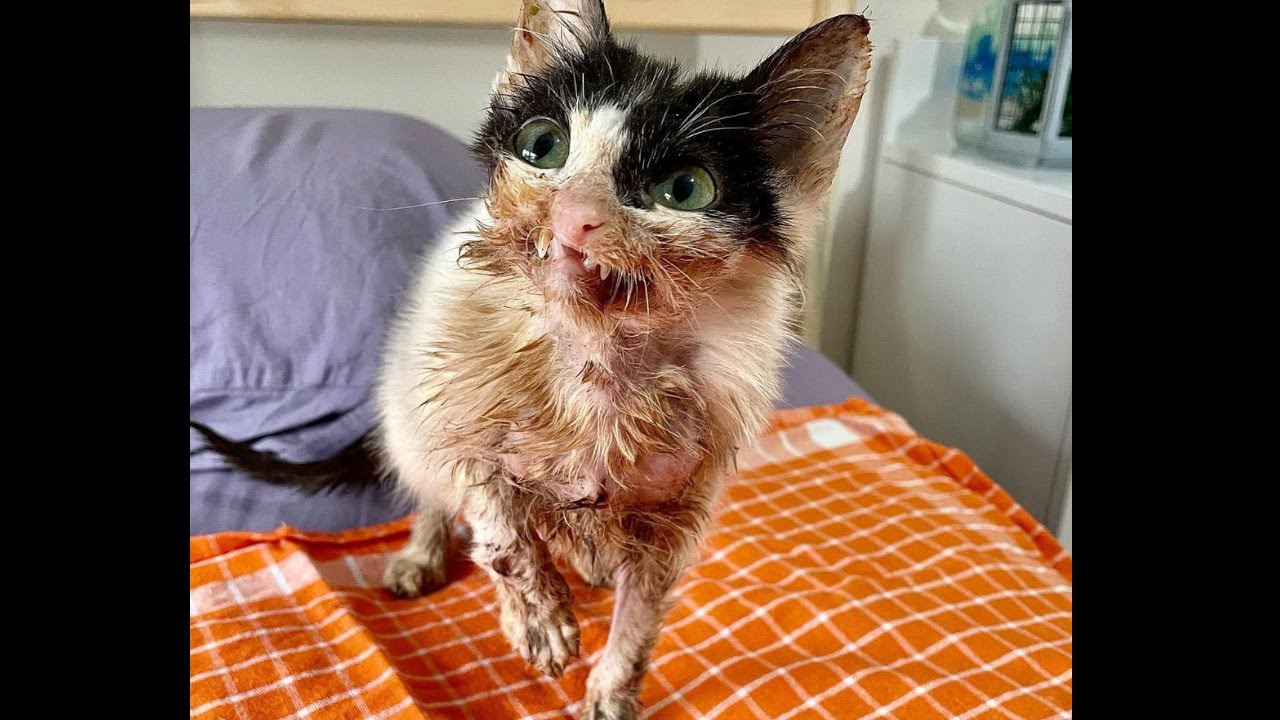 全身ボロボロの汚れきった子猫。獣医から「長く持たない」と言われた子猫に生きる力を感じた女性は共に頑張ることを決意する【感動実話 動物】