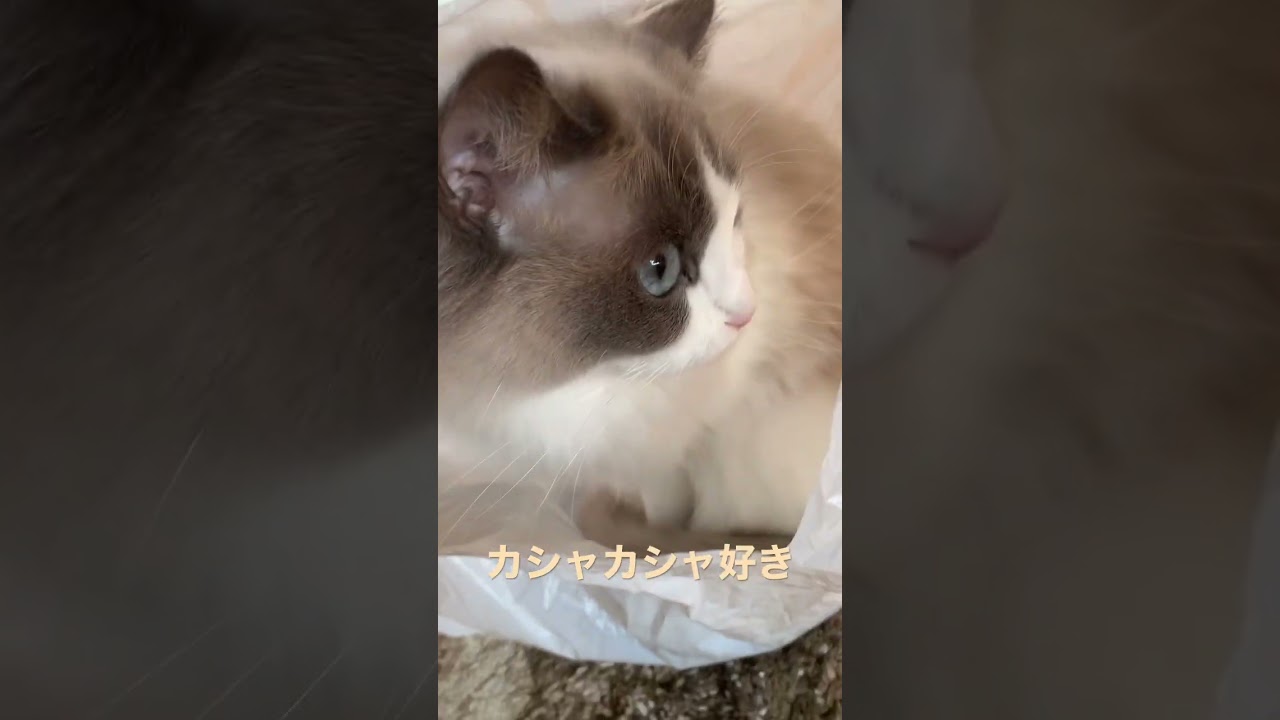 ビニール袋大好きラグドール 小さいラグドール 猫かわいい動画 猫癒し動画 どこでも猫カフェ気分 チルタイム もふもふ 猫動画 多頭飼い 長毛猫 @minamin.ch.2022