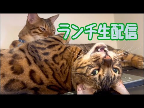 【ランチ生配信5/24】お天気の良いお昼は猫でも見てもランチしませんか？生配信