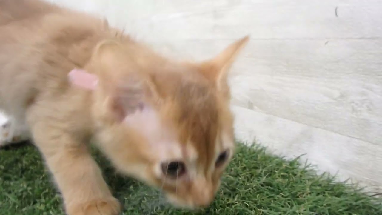 Coo&RIKU　No00632730 ソマリ