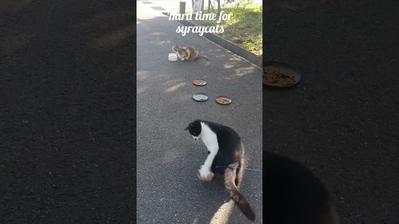fun time with straycat in kochi Shi,japan #猫 #地域猫 #ねこ動画 #かわいい猫 #日本 #straycat #cat #shorts #viral