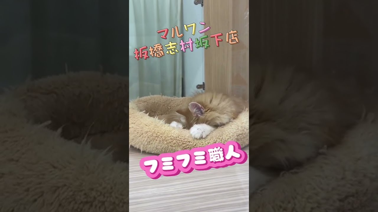【サイベリアン】低アレルゲンキャットの正体は超甘えん坊のふみふみ職人#Shorts