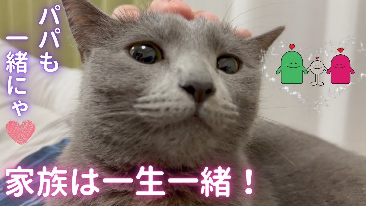 パパに甘える寂しんぼ猫（ロシアンブルー）
