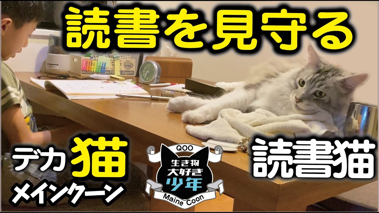 【メインクーン】子どもの読書を見守る大型読書猫／読書犬／レプタイル展