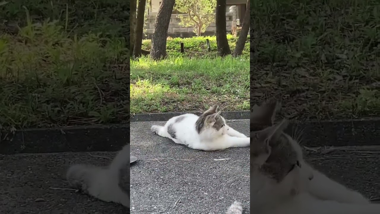 funny & cute straycat in kochi Shi,japan #猫 #地域猫 #ねこ動画 #かわいい猫 #日本 #shorts #viral #straycat #cat