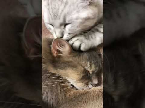 兄ちゃんの頭ぺろぺろしまくる子猫！弟スコティッシュと兄ソマリの日常です♪