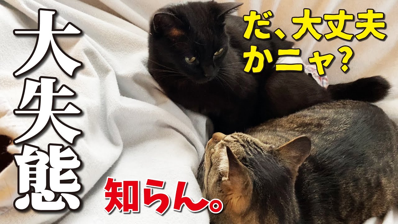 ドジっ子猫、大失態を犯す！