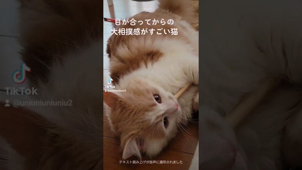 目が合ってからの大相撲感がすごい猫 #ラガマフィン #猫動画 #cat #子猫 #shorts #大相撲