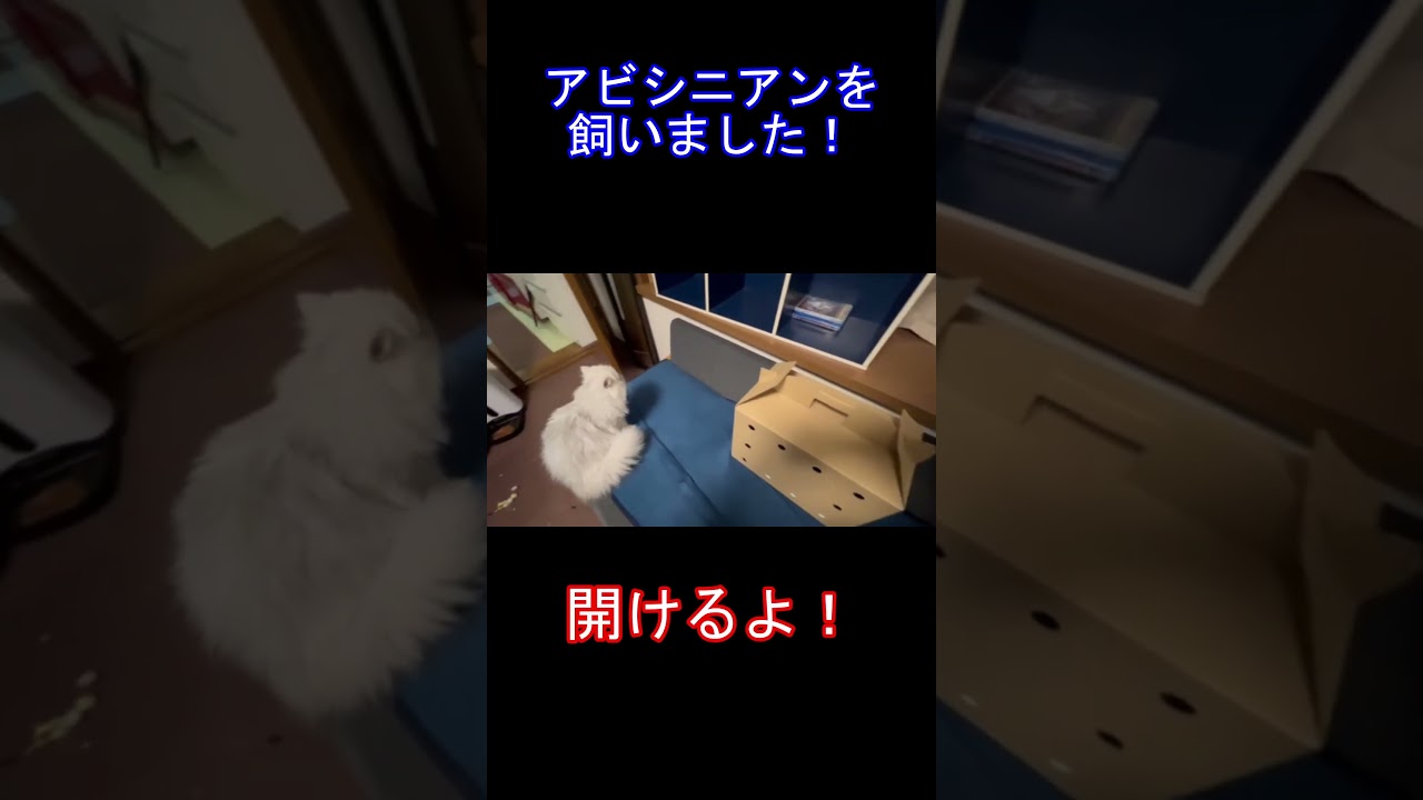 アビシニアンを飼いました！#shorts